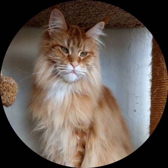 Poshmark profile picture for @chesterfield